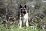 AKITA AMERICAIN 142